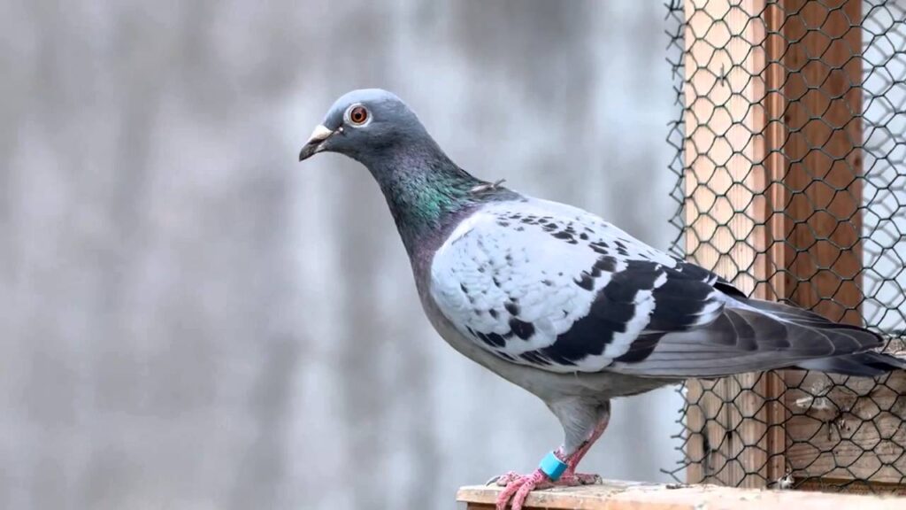 شركة تركيب طارد حمام بالجبيل